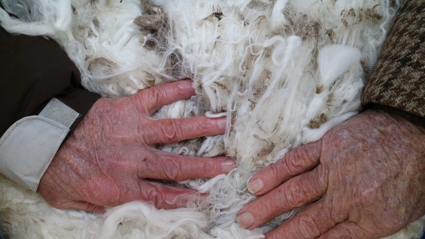 File photo: two hands rest on a mound of super fine merino wool