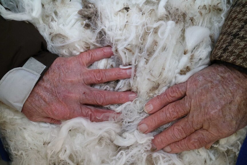 Two hands rest on a mound of super fine wool