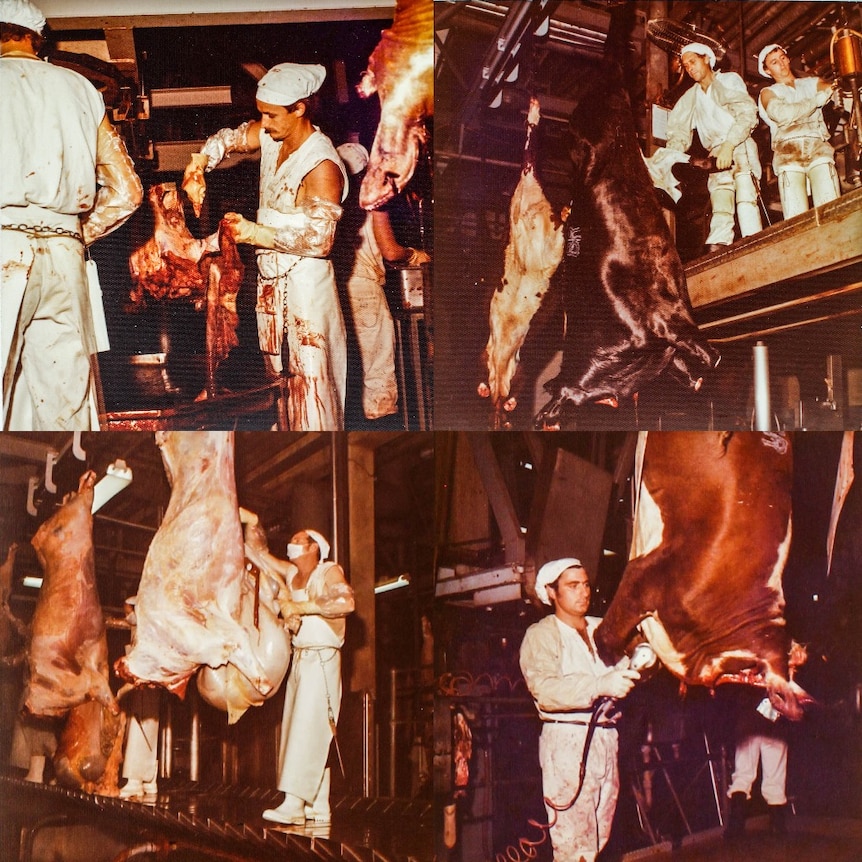 An abattoir worker guts cattle, at Homebush abattoir in 1977.