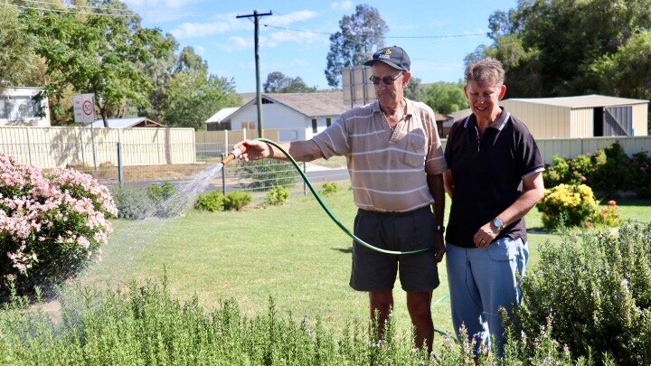 A man and woman watering a hedge of rosemary with a garden hose.