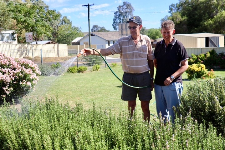 A man and woman watering a hedge of rosemary with a garden hose.