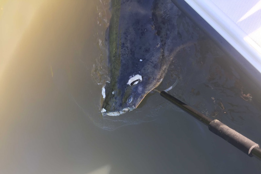 A sawfish with bullet holes and missing saw.