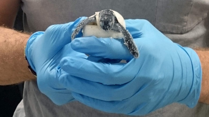 A close-up of a baby turtle.