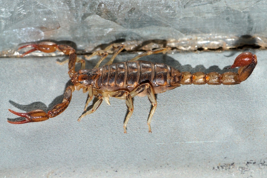 A reddish brown scorpion on  a bench.