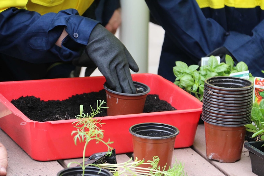 A student prepares a pot plant.