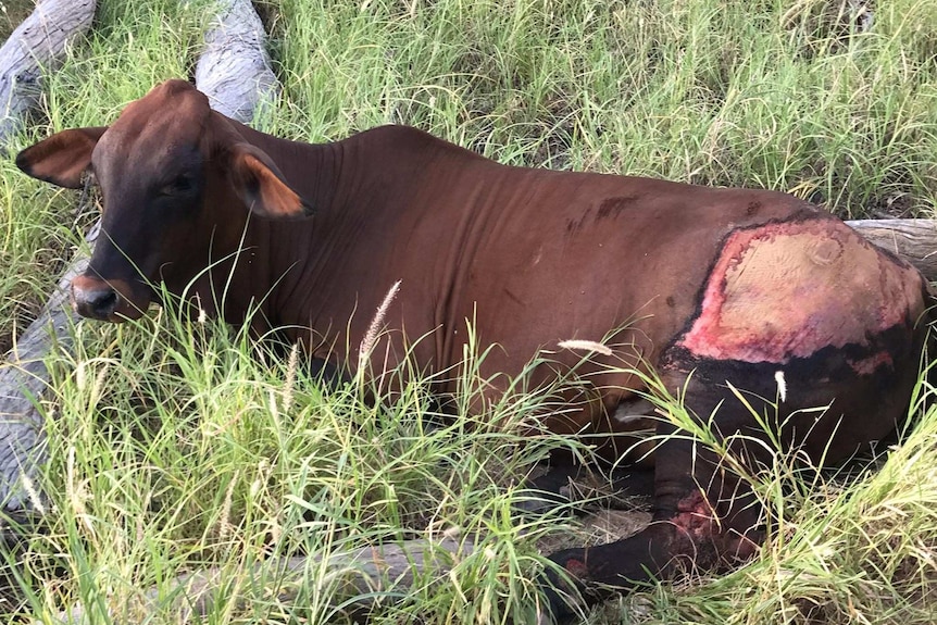 a cow lays down in grass, with a large wound on its rump
