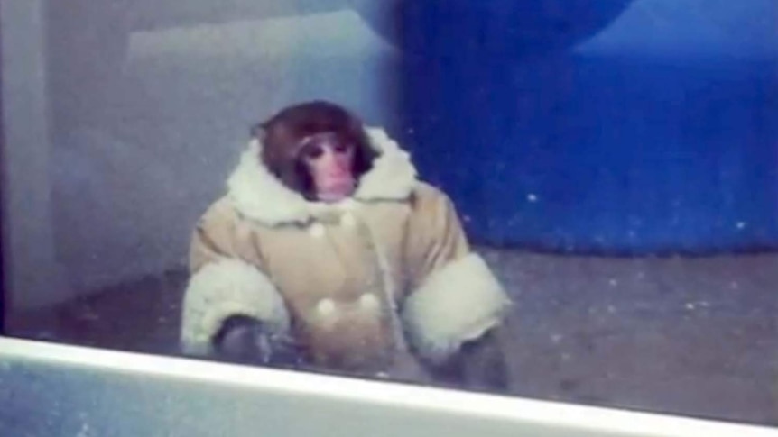 Monkey at Canadian IKEA