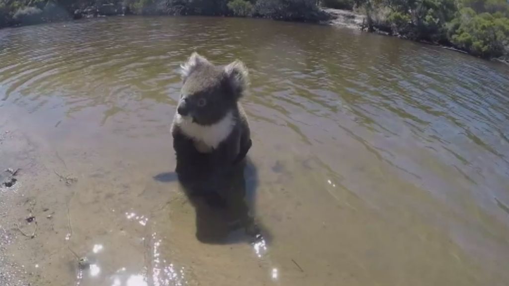 Cute Koala Paddles Across Creek Abc News