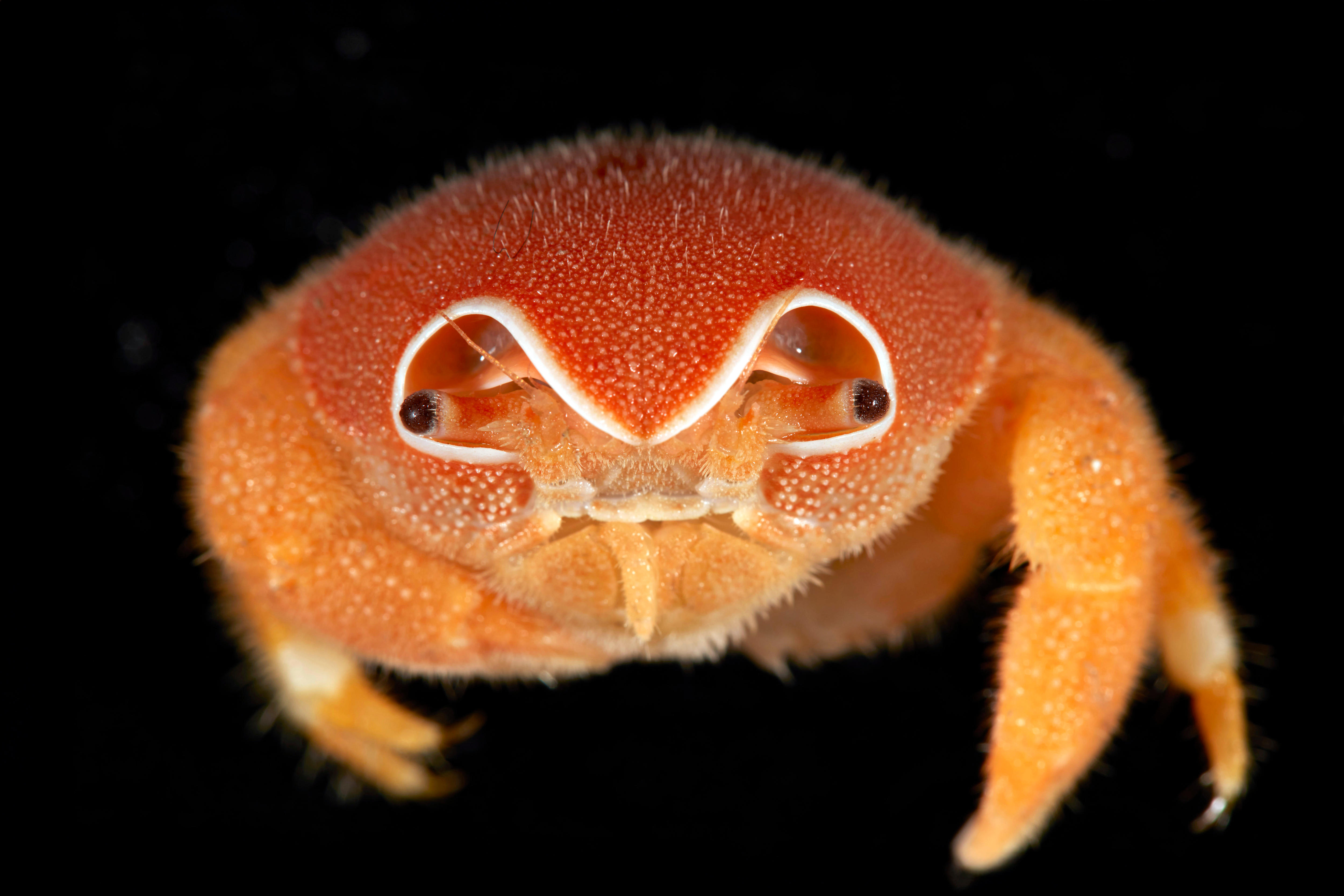New species found in Australia's most 'pristine' marine parks