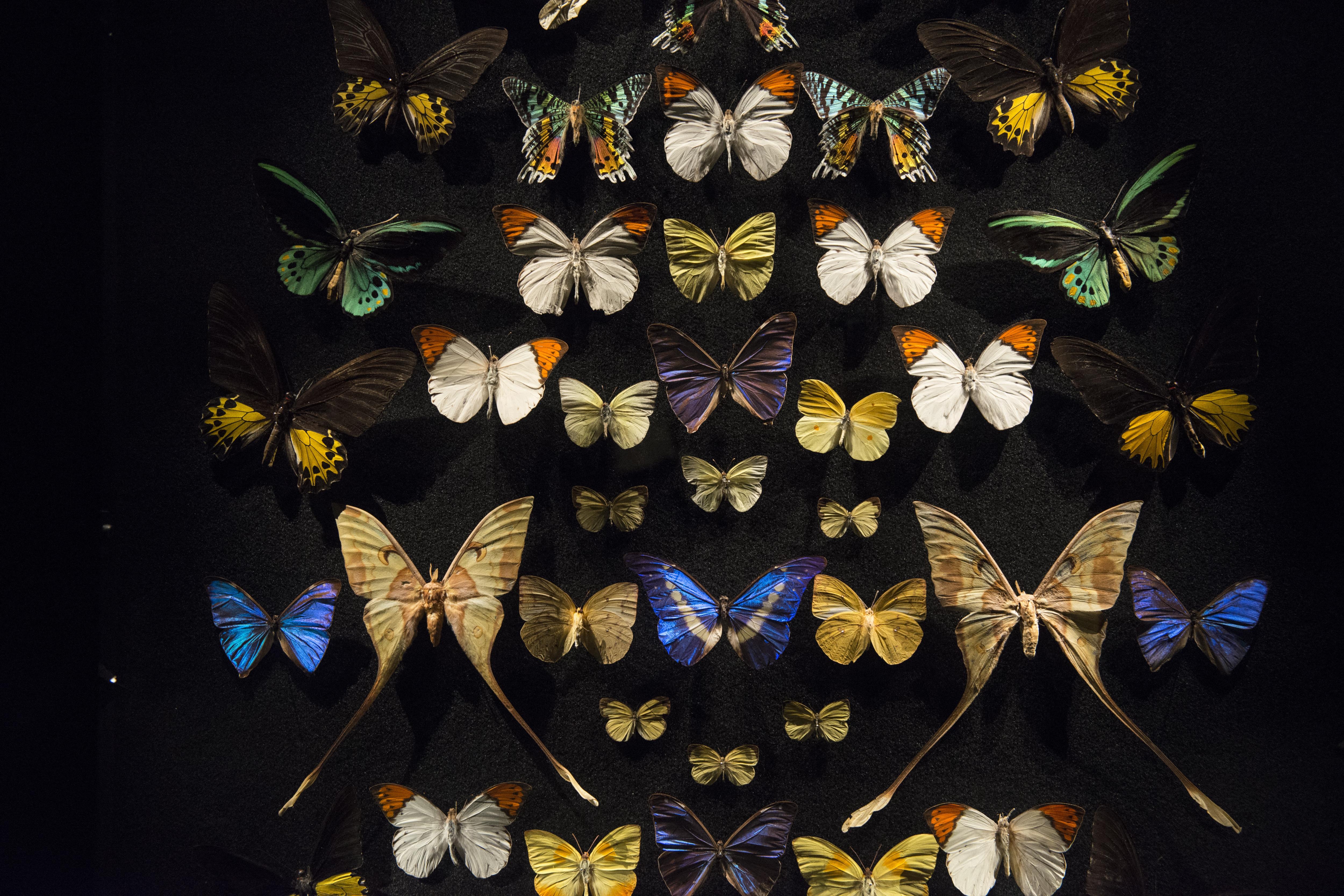 A former champion skier 'driven to distraction' visited multiple Australian museums — and walked out with hundreds of dead butterflies in his pockets - Vimarsana News