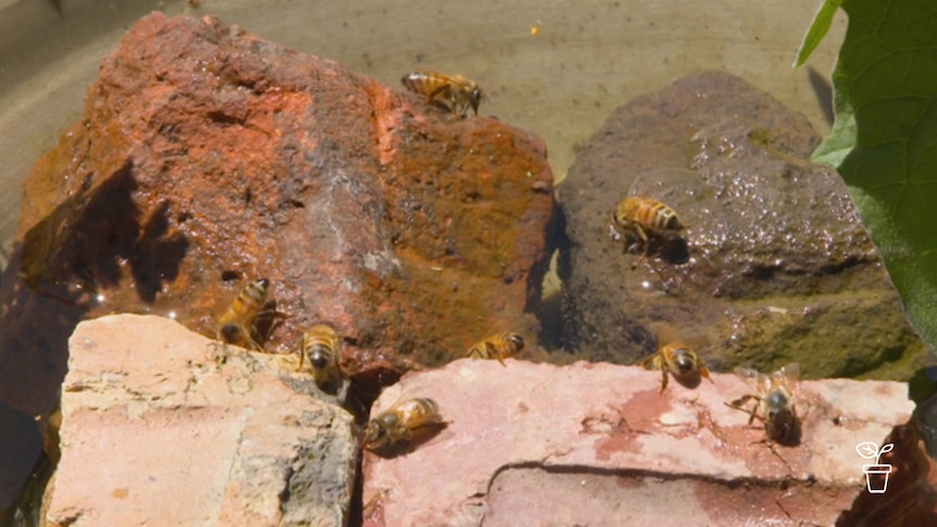 Bees sitting on semi-submerged rocks drinking water