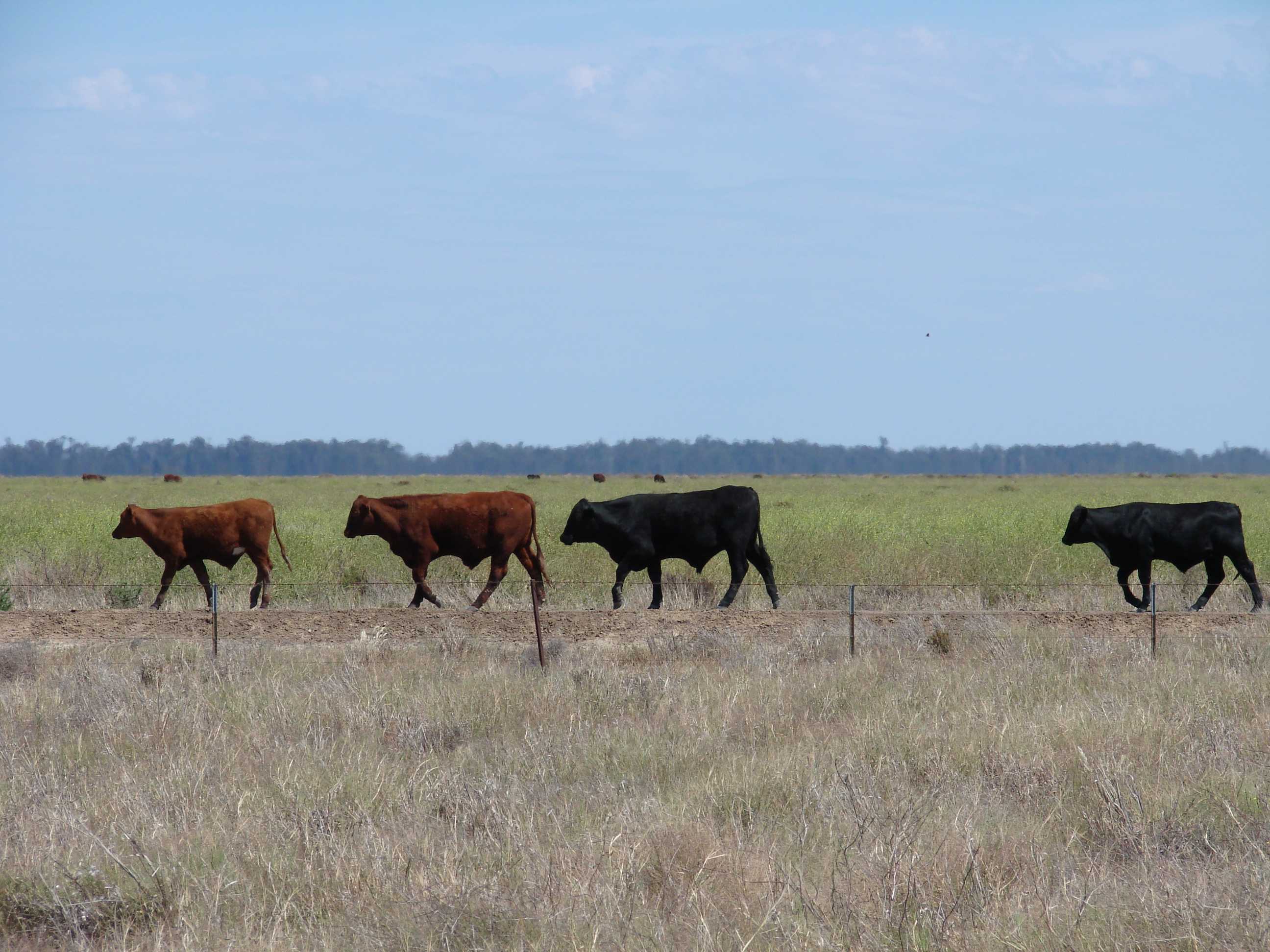 Cattle Council members approve restructure - ABC News