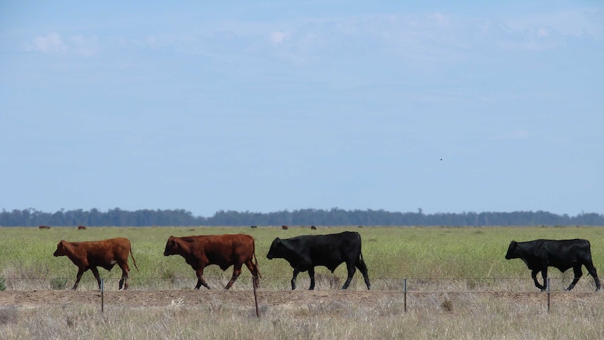 Cattle on the Hay plain in southern NSW