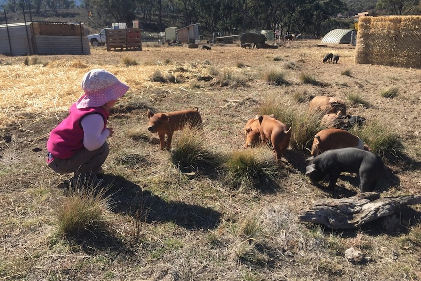 A little girl, dressed all in pink, bends down to be closer to a number of cute piglets.