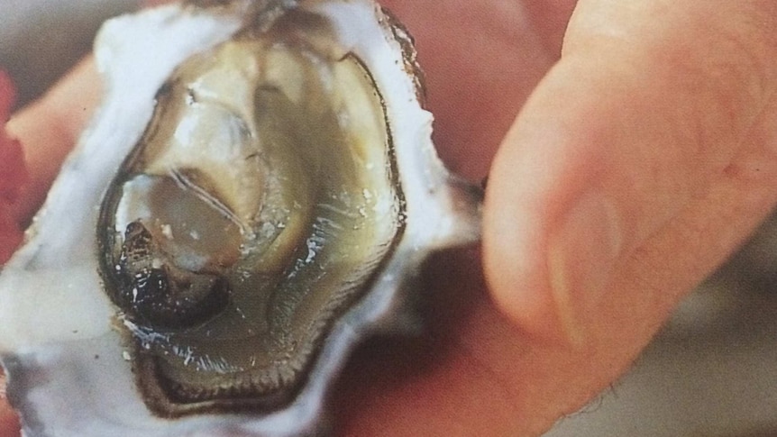 Close-up of shucked oyster in hand