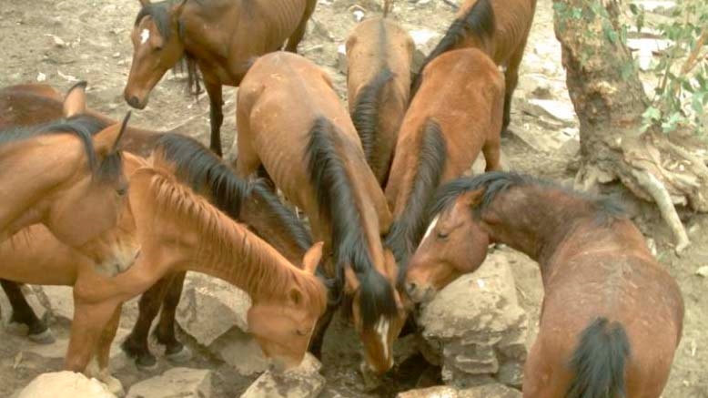 Horses drink at a rockhole in central Australia