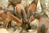 Horses drink at a rockhole in central Australia