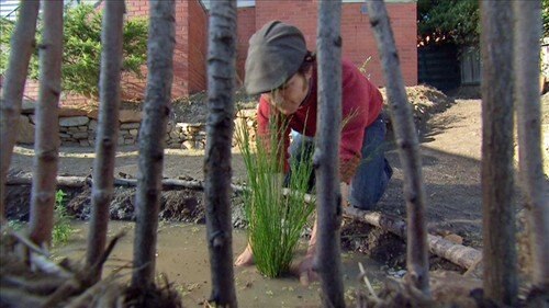Frog Bog - Gardening Australia