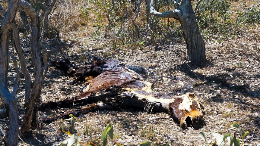 A decaying horse carcass lies on the ground in bush land.