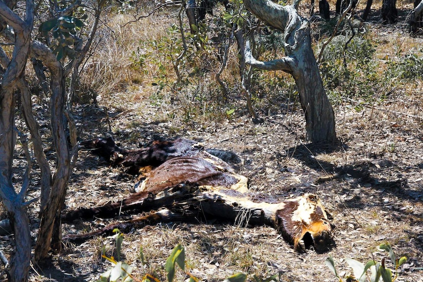 A decaying horse carcass lies on the ground in bush land.