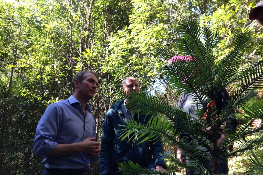 Environment Minister Rob Stokes has listed the Wollemi Pine as the state's fifth iconic species.