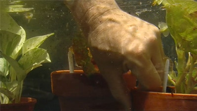 Hand pulling out pot plants in water