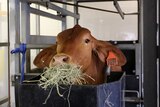 A cow eats seaweed, looking at the camera.