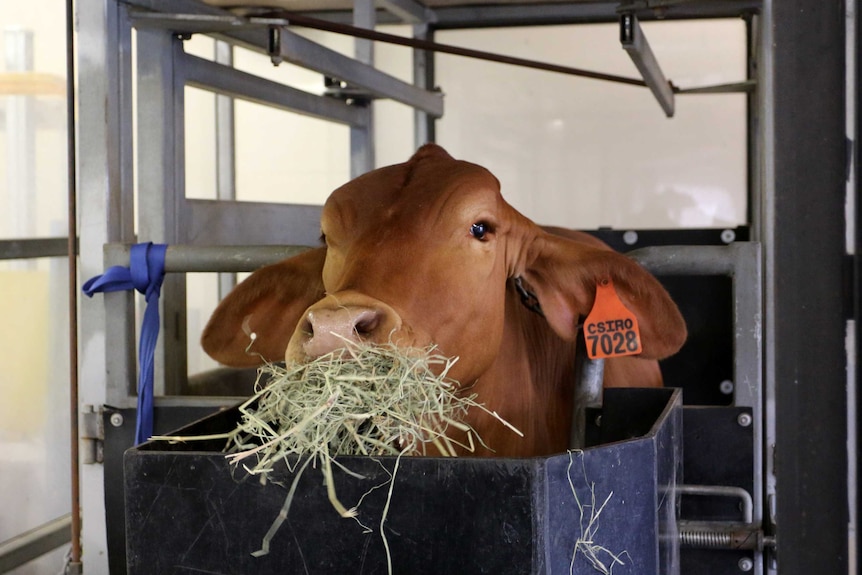 A cow eats seaweed, looking at the camera.