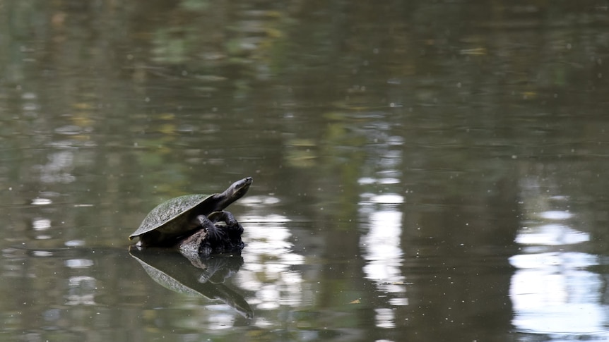 A turtle basks on a branch emerging from water. 