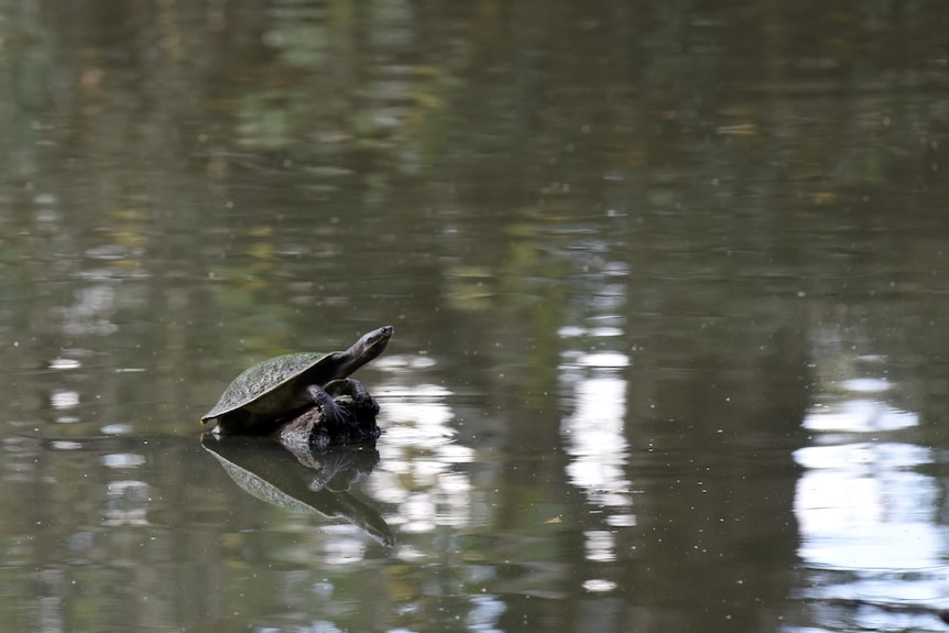 Turtle nests at Wonga Wetlands given extra protection from hungry foxes ...