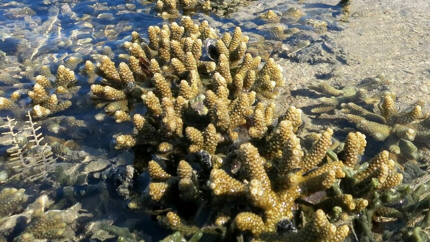 coral bleaching hope