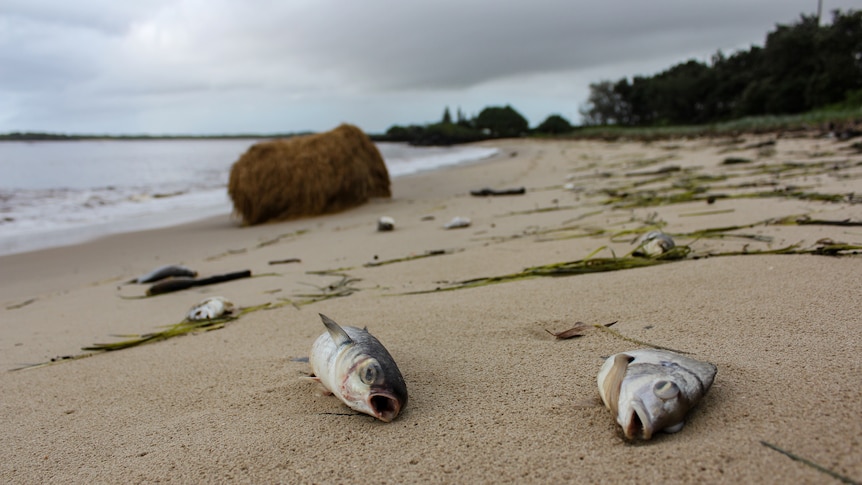 Dead fish on a beach with a hay bale in the background.