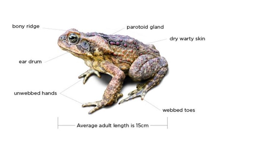 A cane toad with labels distinguishing it from native frogs