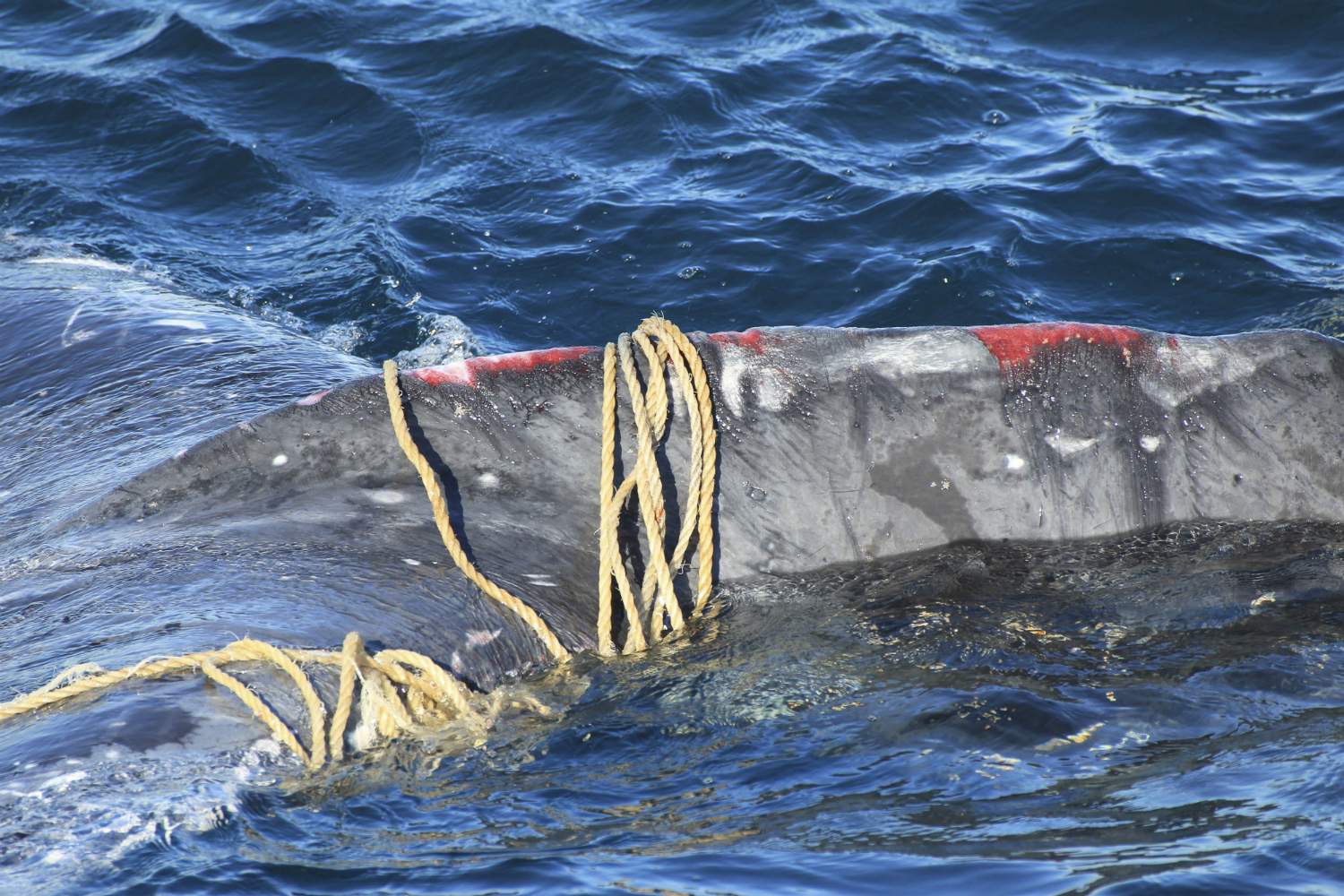 Whale Entanglements And Deaths Expected To Rise As Numbers Continue To ...