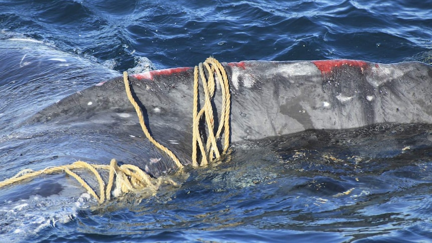 A large animal in the water covered in rope and cuts.