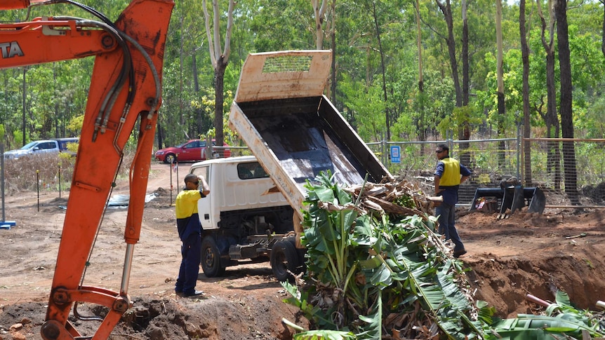 Banana plants buried