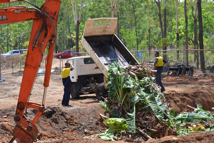 Banana plants buried