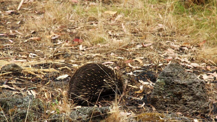 An echidna spotted in Budj Bim National Park after the bushfire.