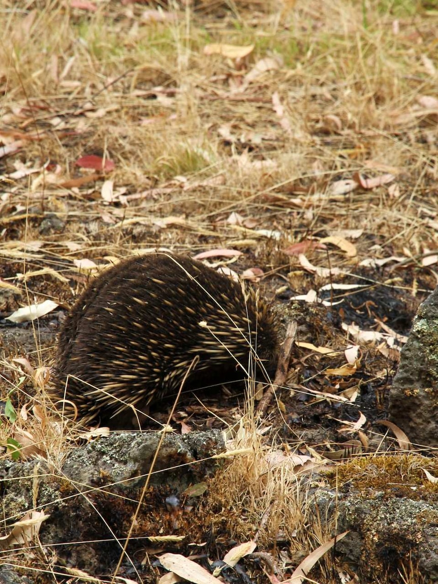 An echidna spotted in Budj Bim National Park after the bushfire.