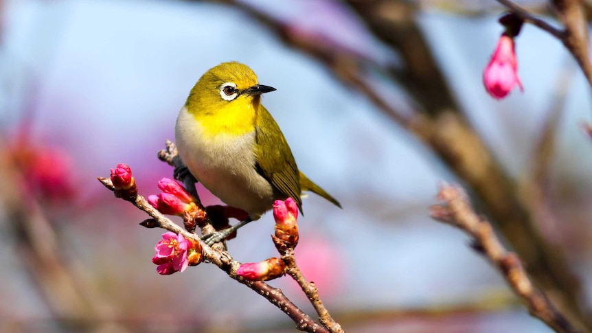 A yellow bird sitting on a branch of pink flowers