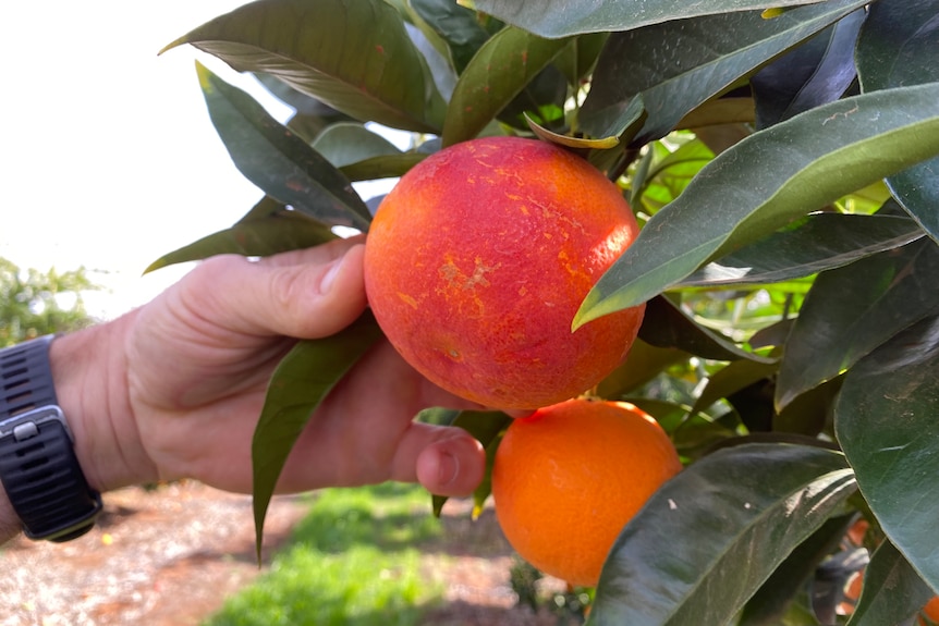 A hand holds a piece of blemished citrus that's still attached to the tree