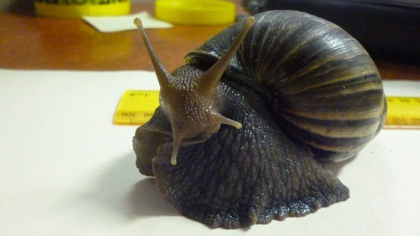 Giant African snail
