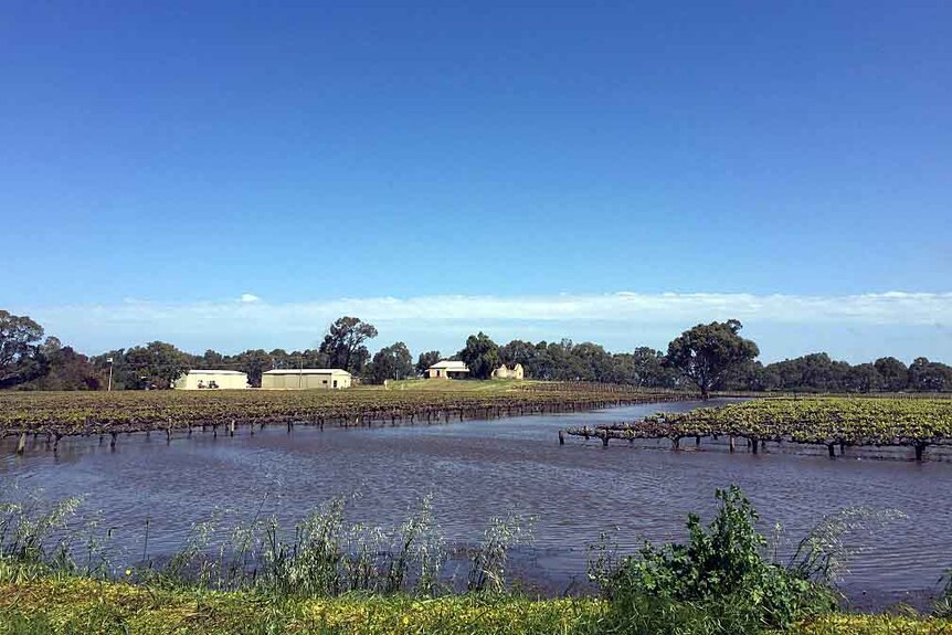 Vines under water at Longhorn Creek.