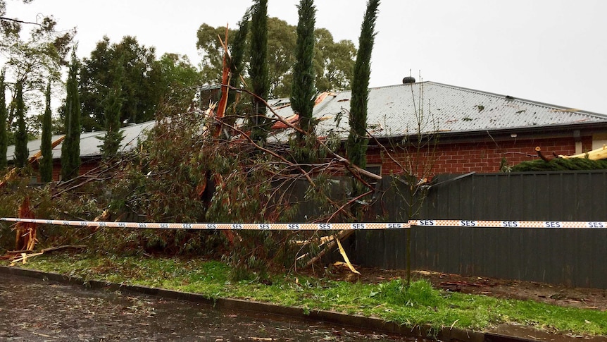 A tree collapsed at Myrtle Bank in Adelaide