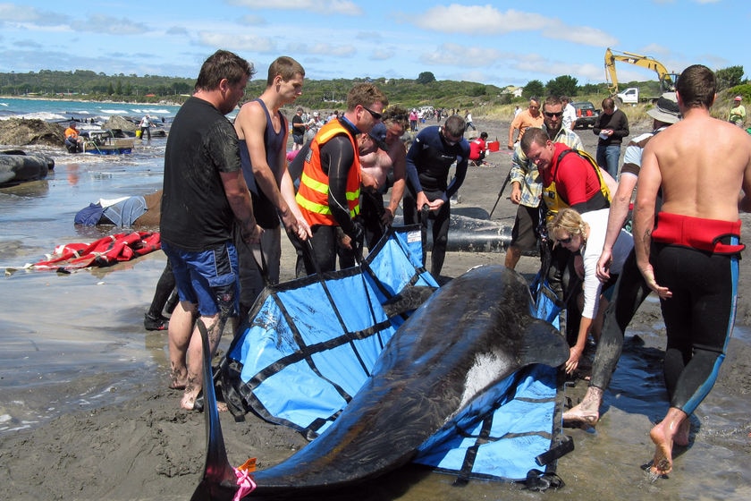 Volunteers help lift a whale stranded on King Island in Bass Strait