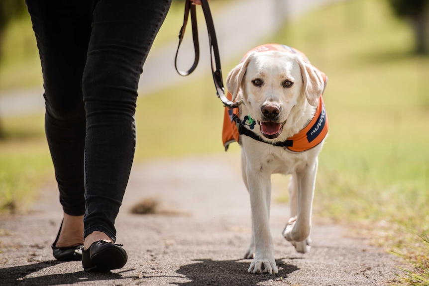 A guide dog walking on a lead.