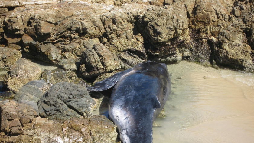 Surfers found the whale beached at The Pass.