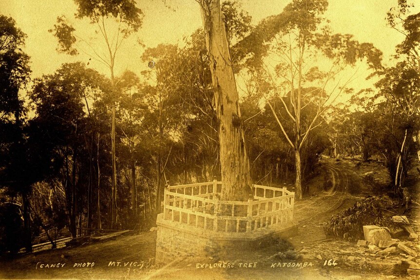 Sepia photo of a tree in Australian bushland.