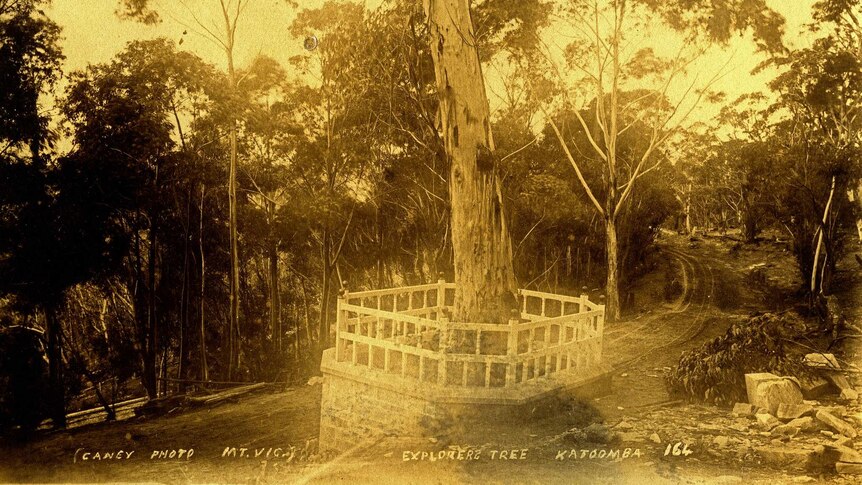 Sepia photo of a tree in Australian bushland.
