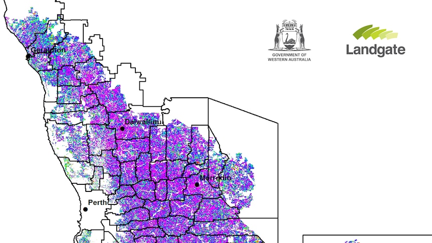 Record season for West Australian pasture growth